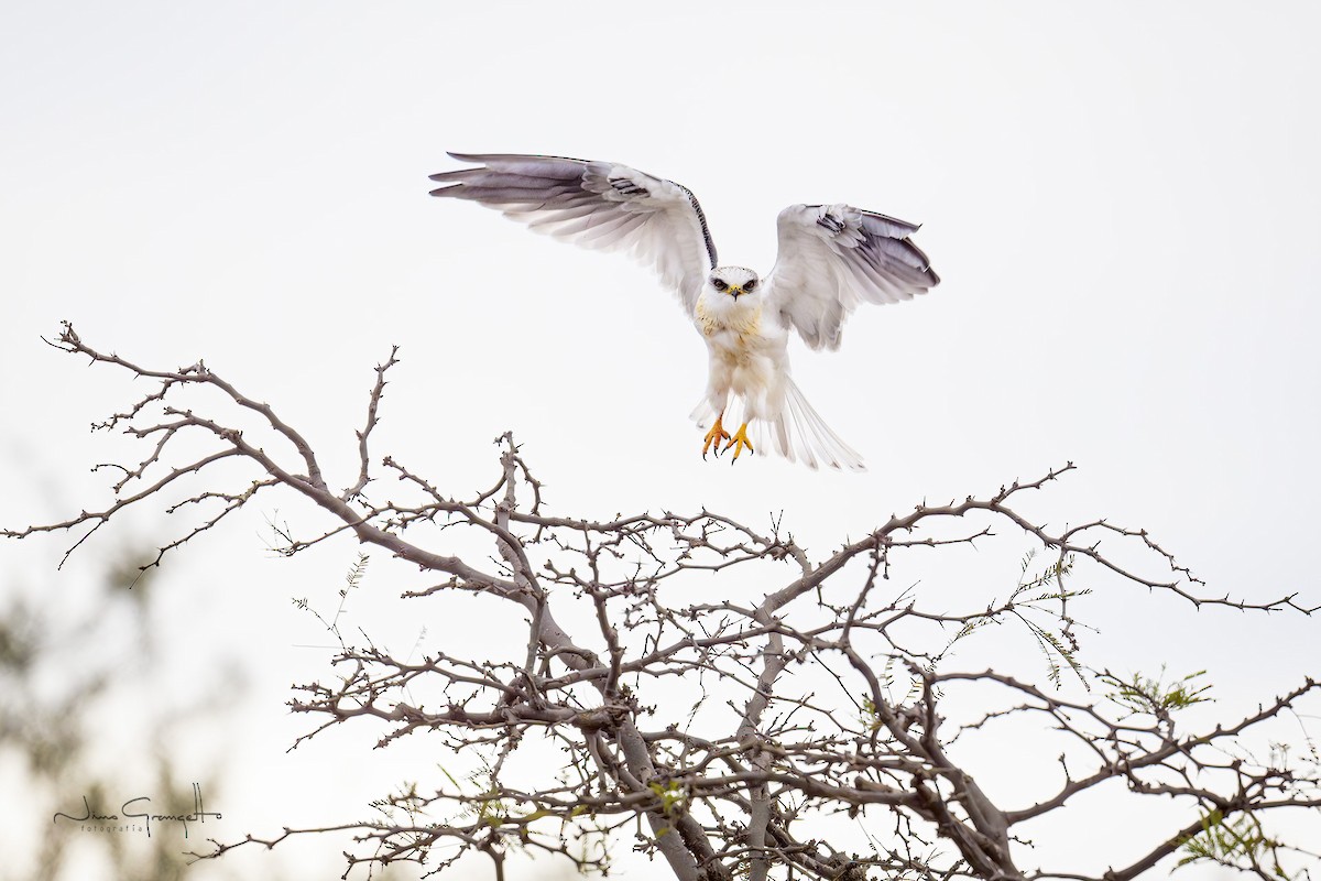 White-tailed Kite - ML620787724