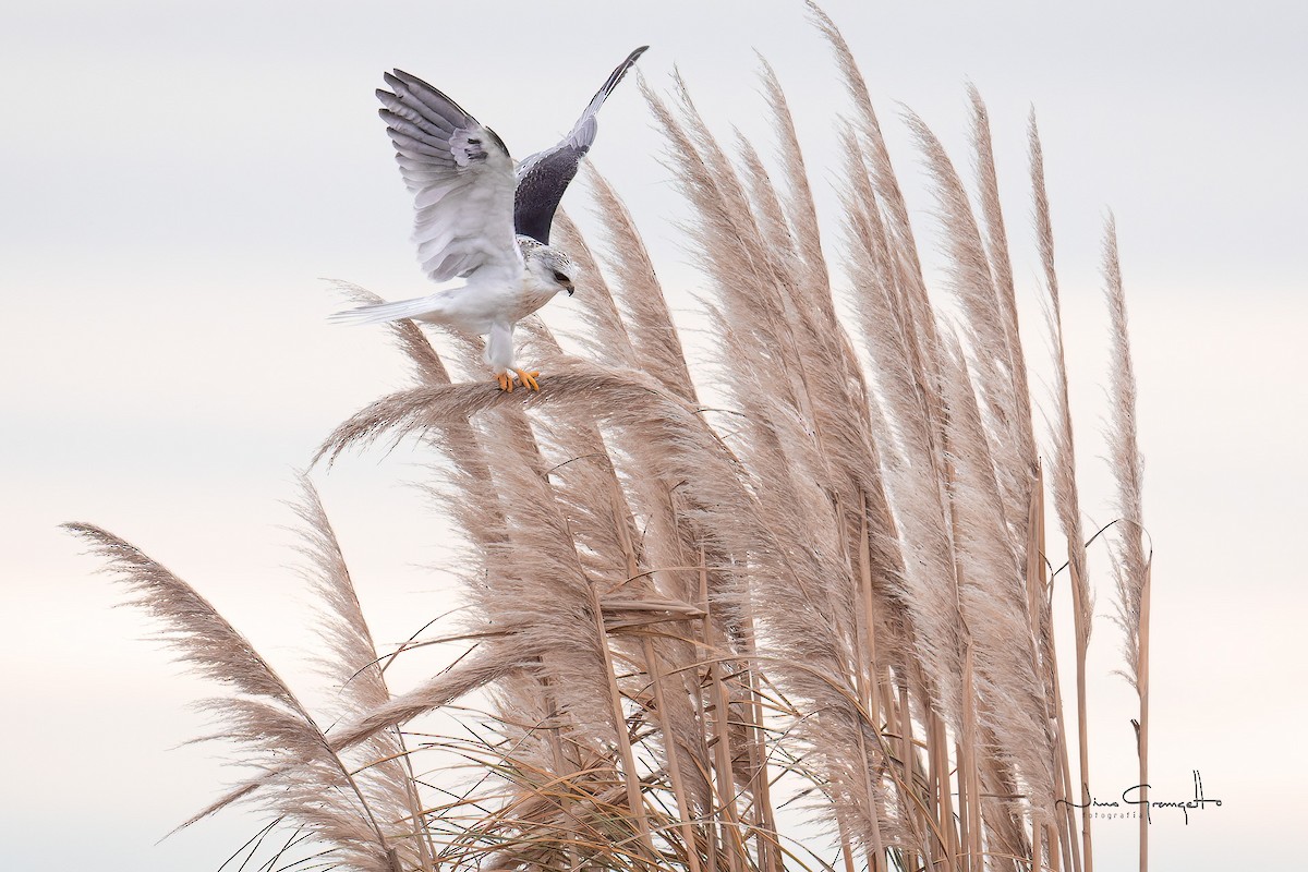 White-tailed Kite - ML620787725