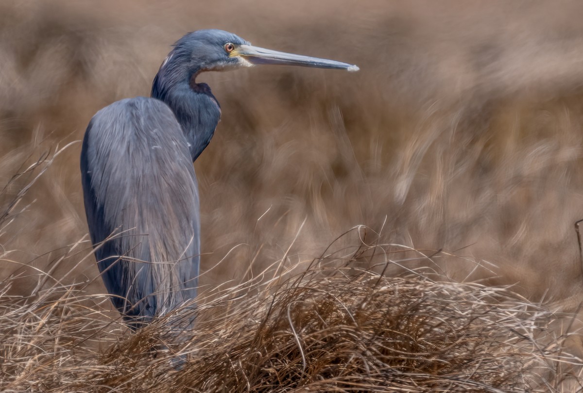 Tricolored Heron - ML620787726