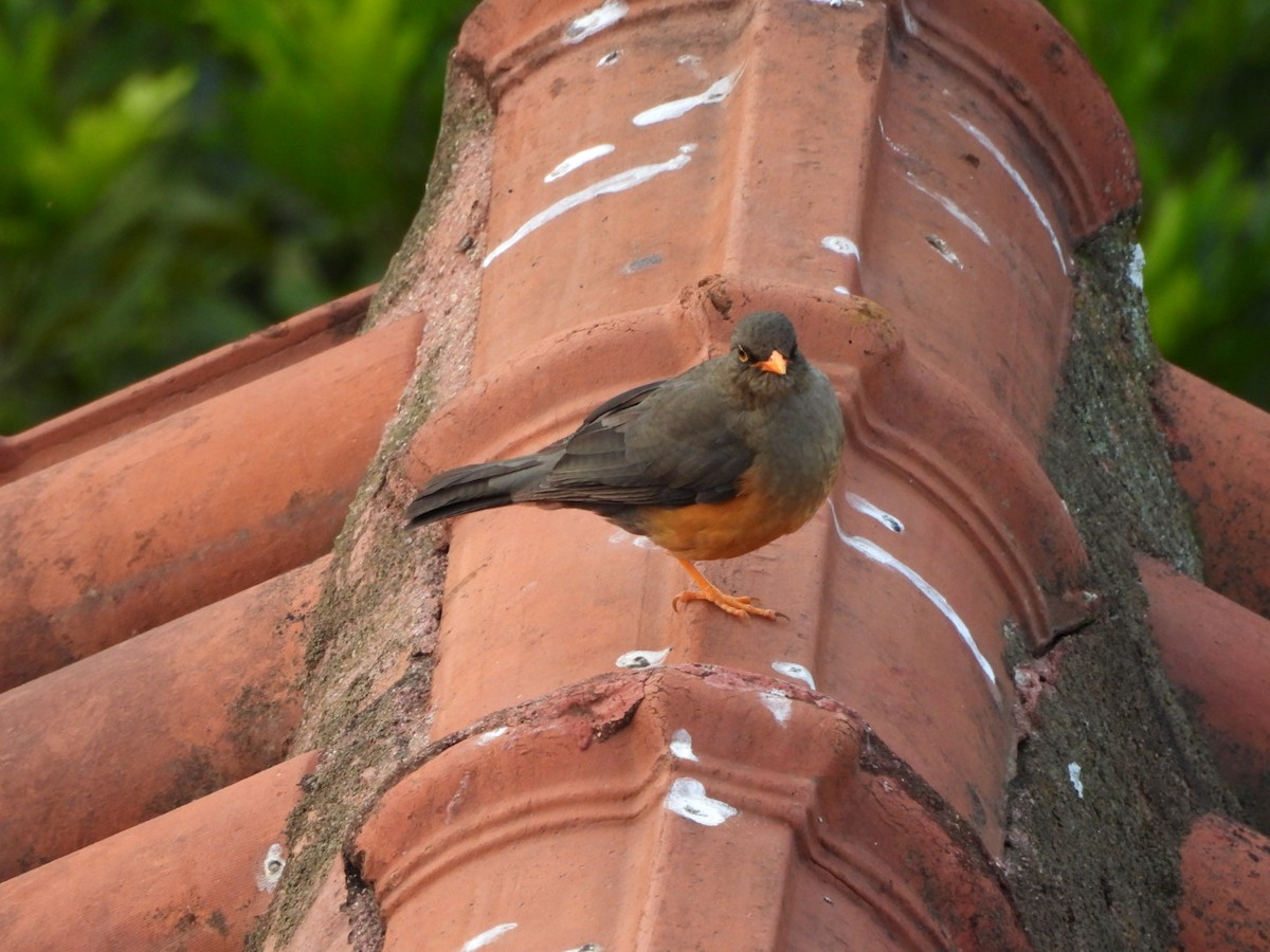 Abyssinian Thrush - ML620787728