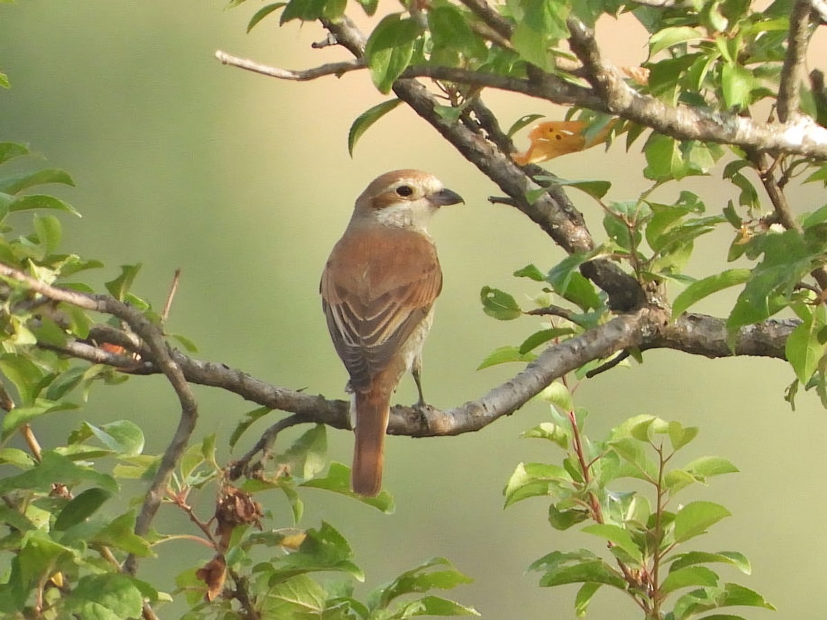 Red-backed Shrike - ML620787731