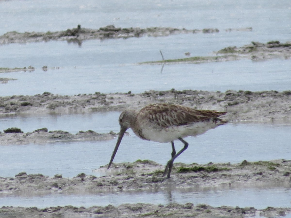 Bar-tailed Godwit - ML620787732