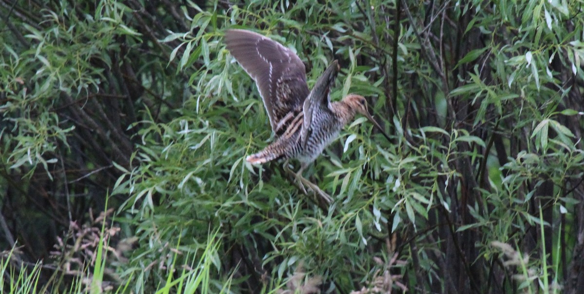 Wilson's Snipe - ML620787745