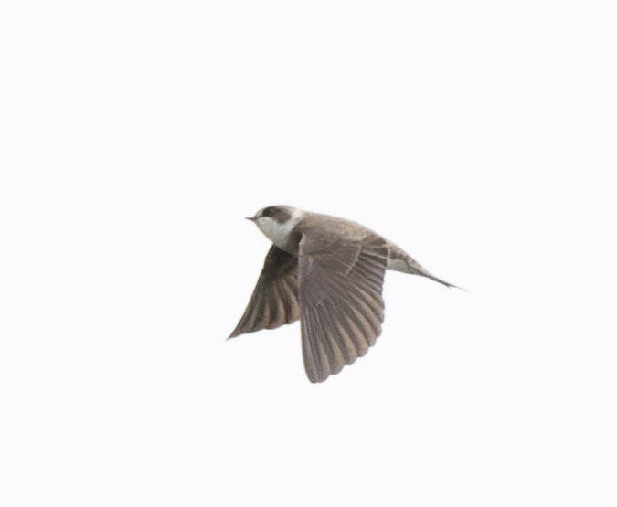 Bank Swallow - ML620787752