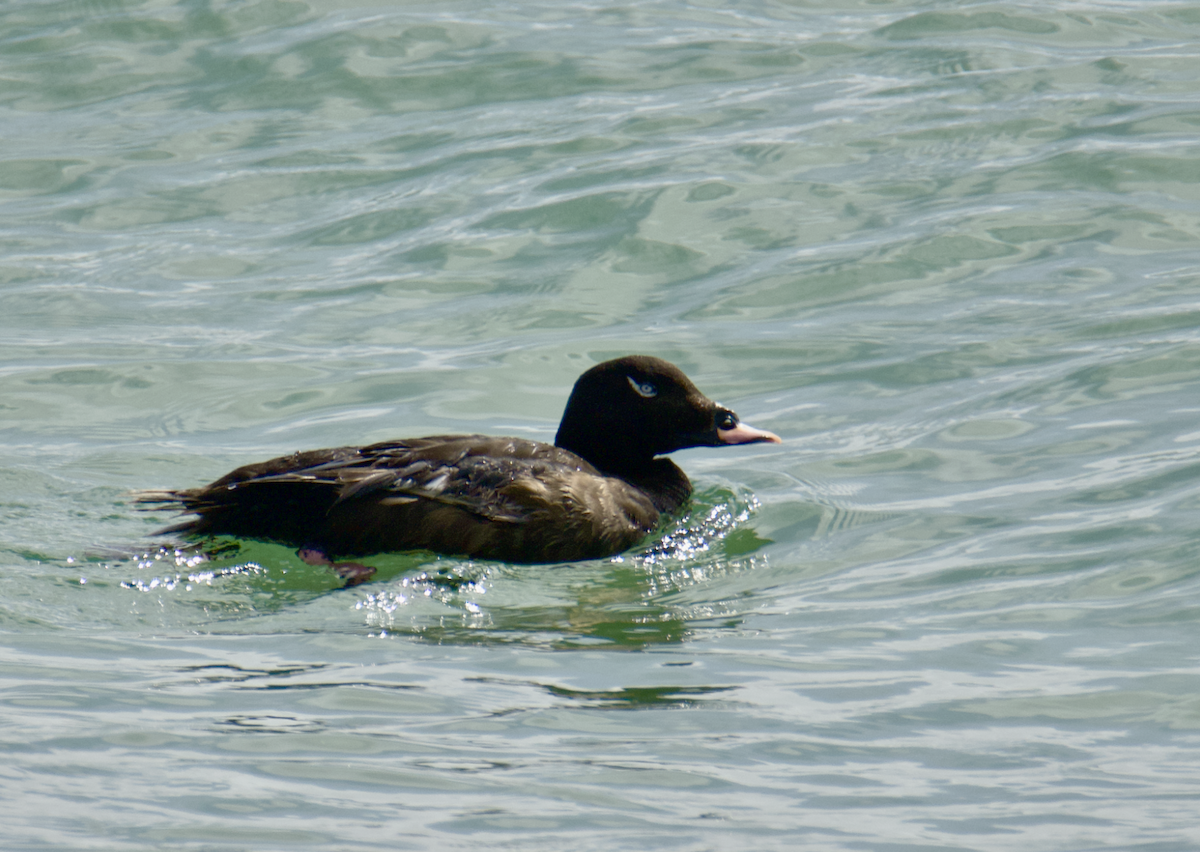 White-winged Scoter - ML620787754