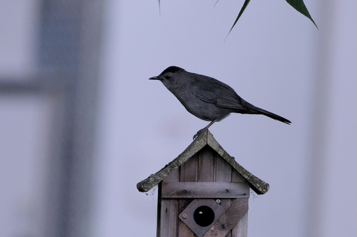 Gray Catbird - ML620787755