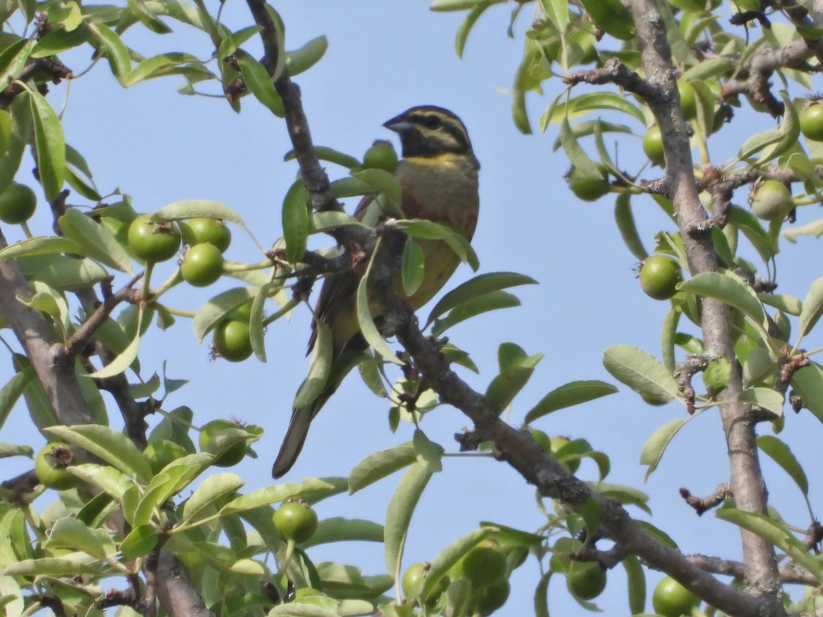 Cirl Bunting - ML620787756