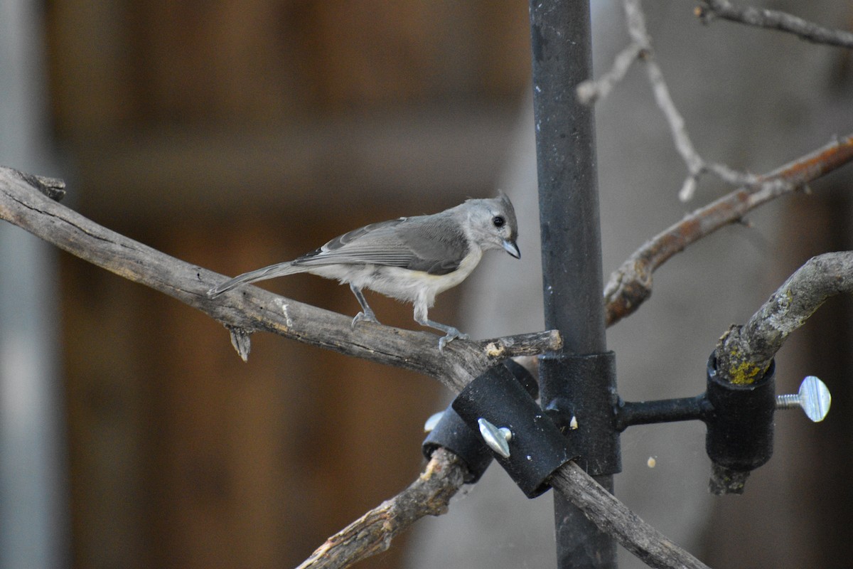 Tufted Titmouse - ML620787757