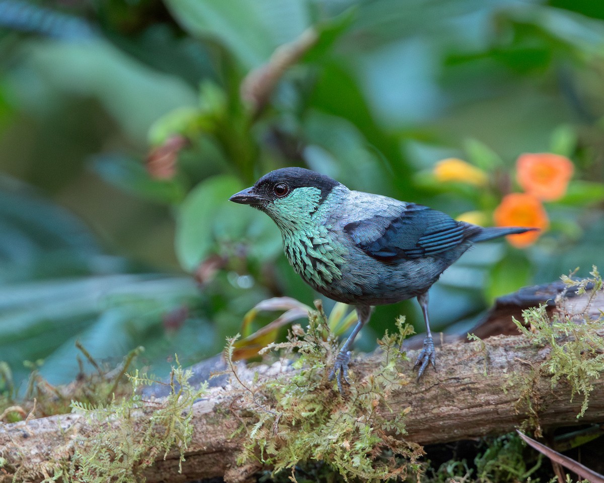 Black-capped Tanager - ML620787758