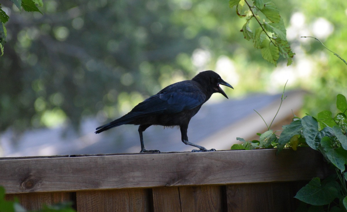 American Crow - ML620787762