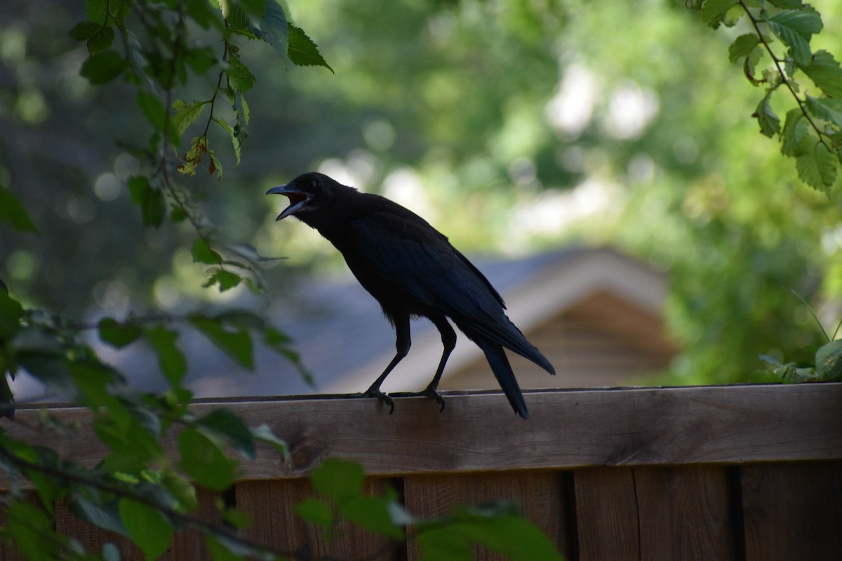 American Crow - ML620787763