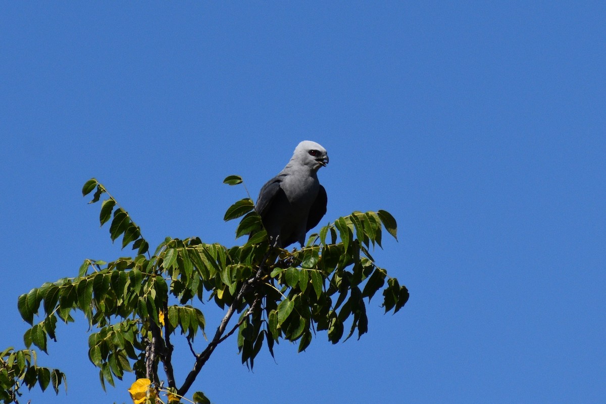 Mississippi Kite - ML620787766