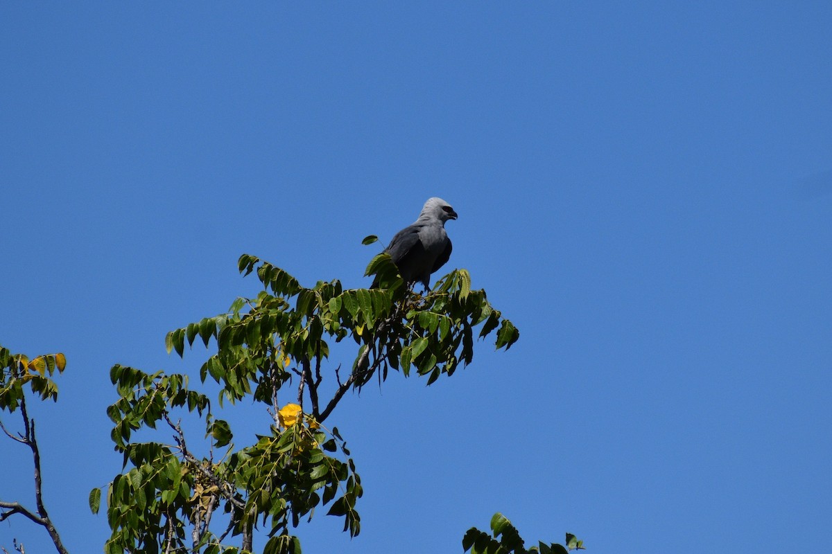 Mississippi Kite - ML620787767