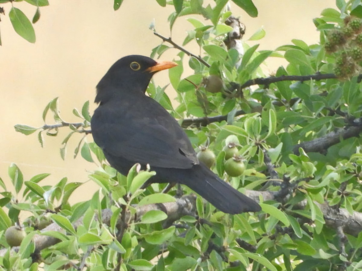 Eurasian Blackbird - ML620787769