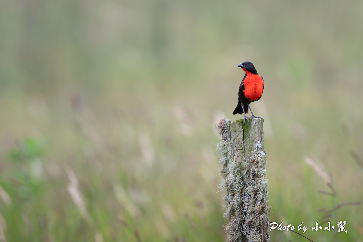 Red-breasted Meadowlark - ML620787770