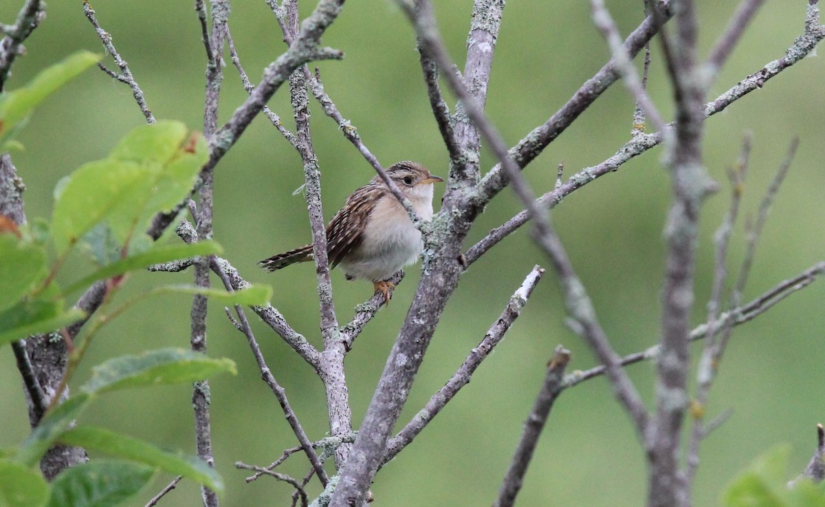 Sedge Wren - ML620787772