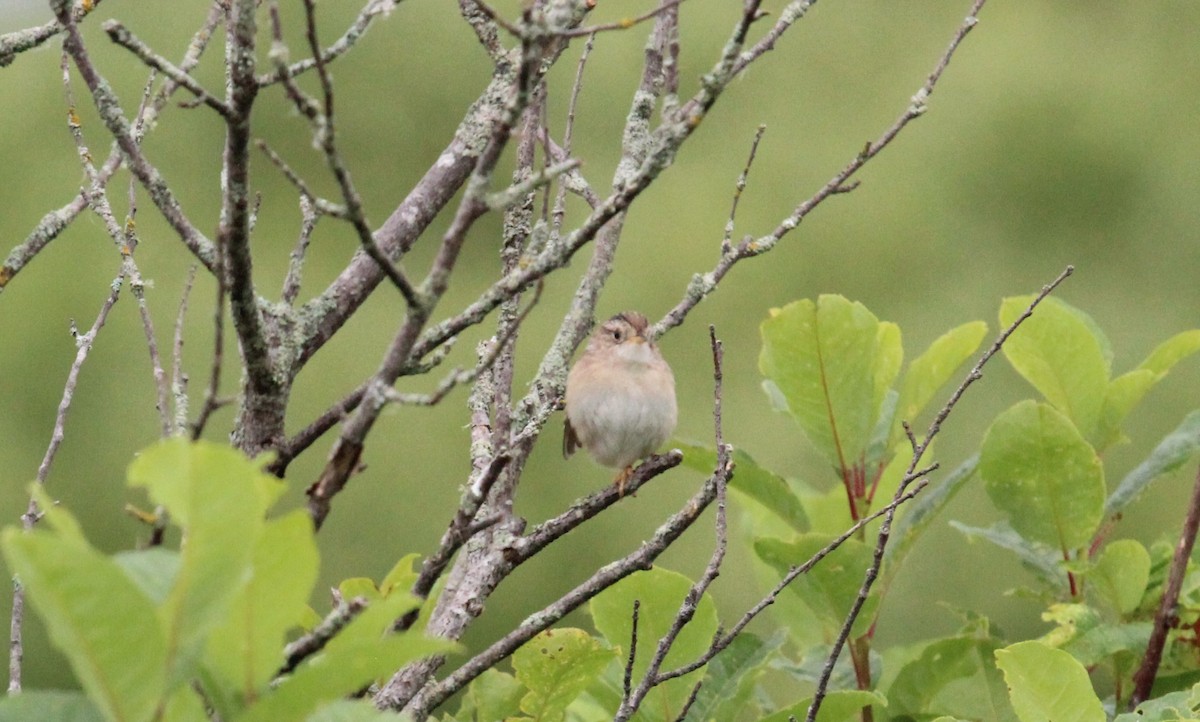 Sedge Wren - ML620787773