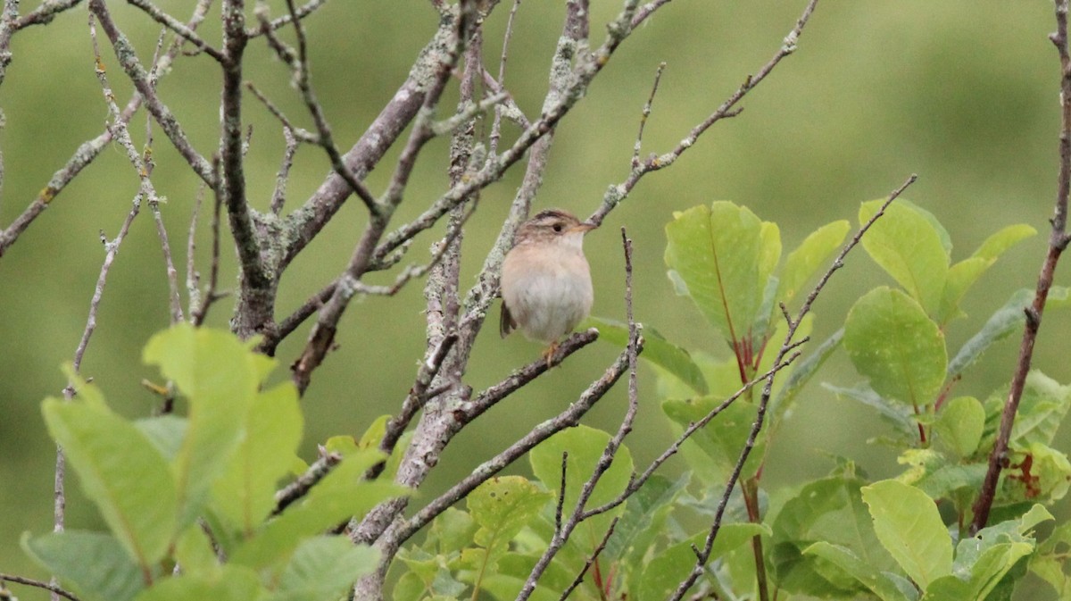 Sedge Wren - ML620787774