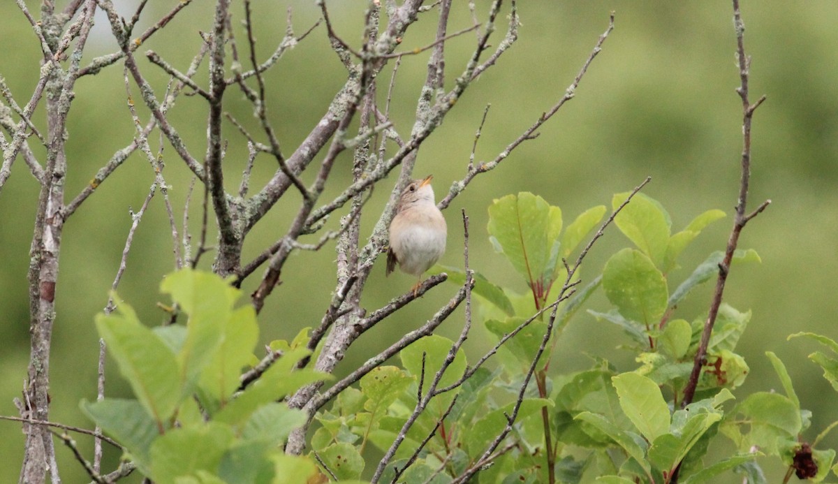 Sedge Wren - ML620787775