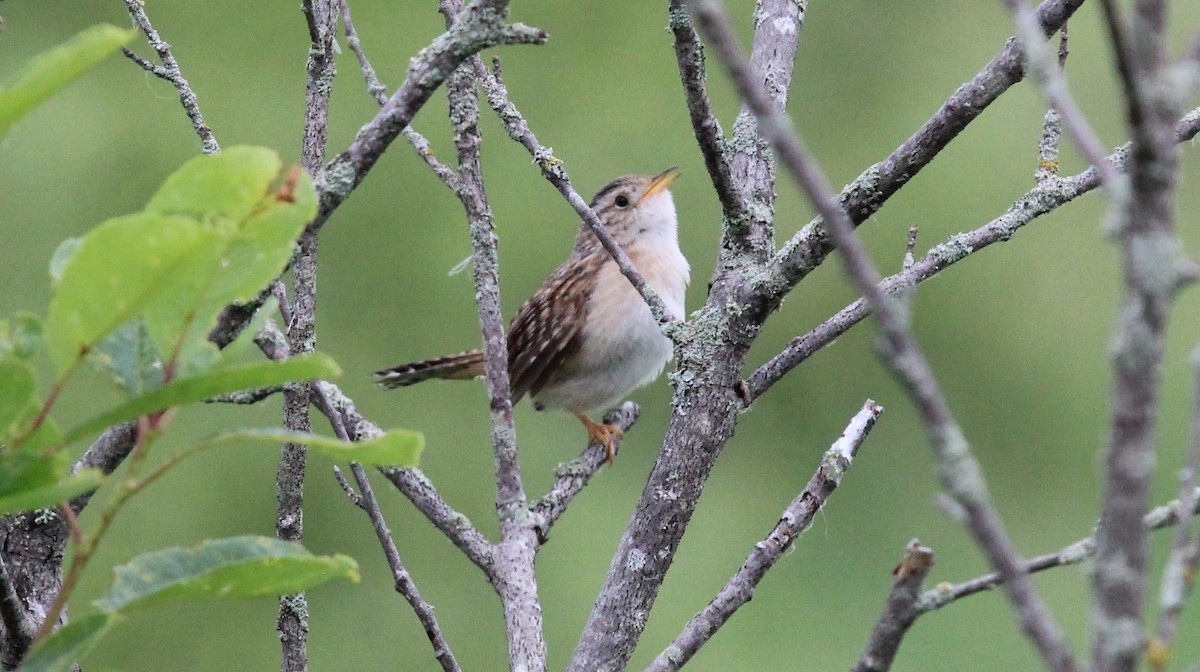 Sedge Wren - ML620787776