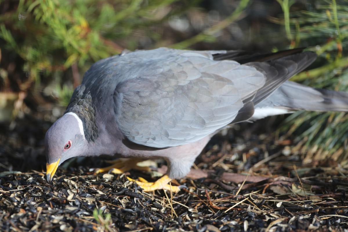 Band-tailed Pigeon - ML620787777