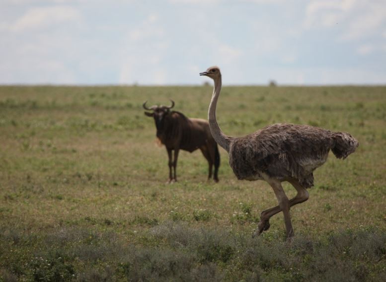 Common Ostrich - ML620787778