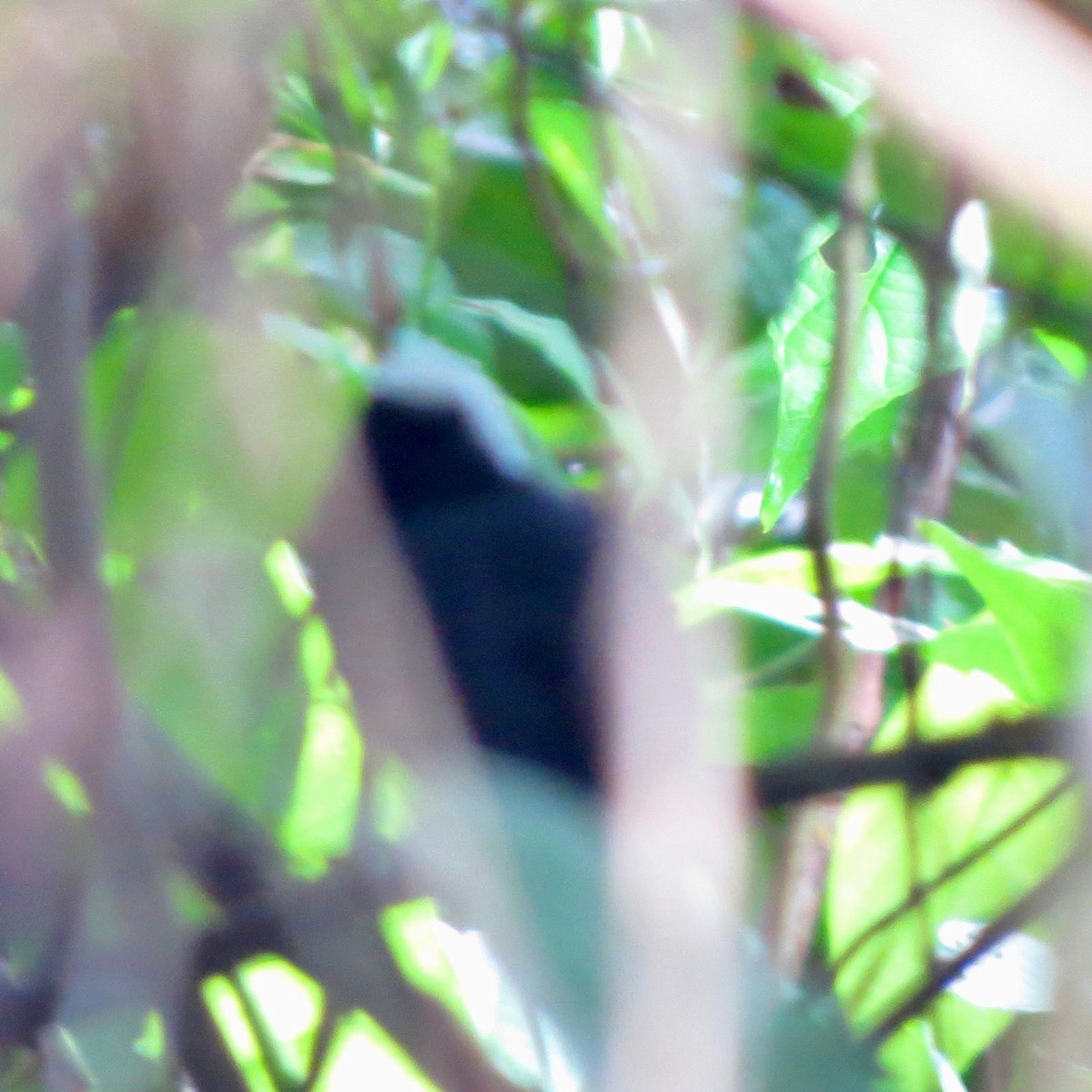 White-browed Antbird - ML620787779