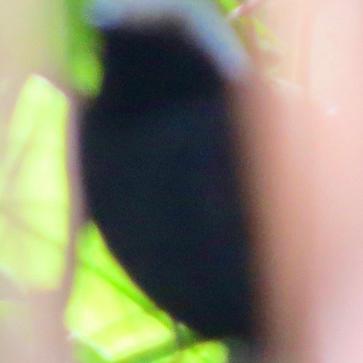 White-browed Antbird - ML620787780