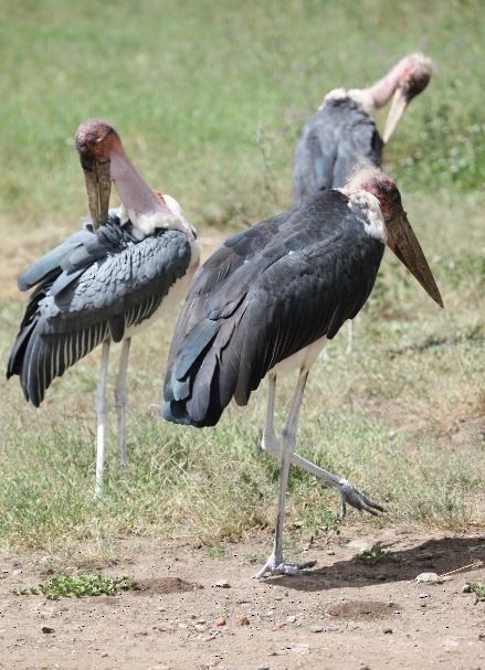 Marabou Stork - ML620787781