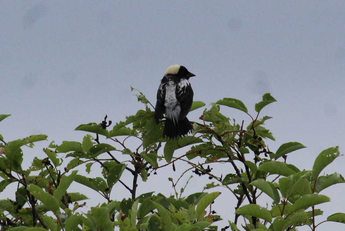 bobolink americký - ML620787783