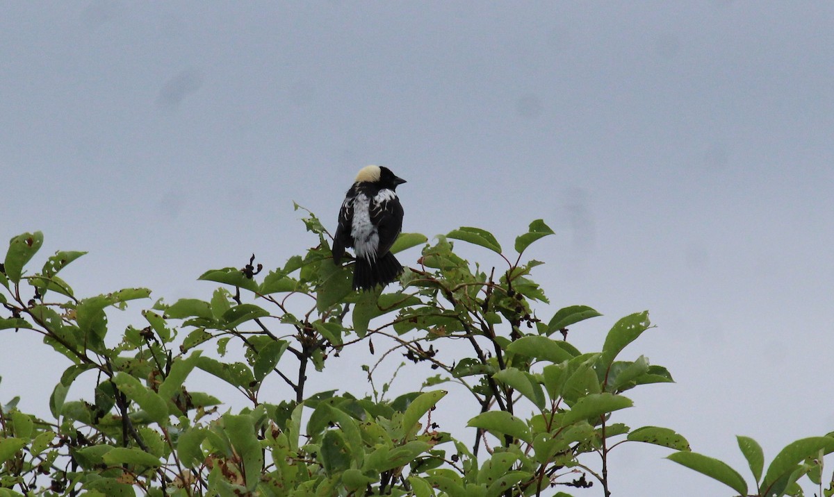 bobolink americký - ML620787784