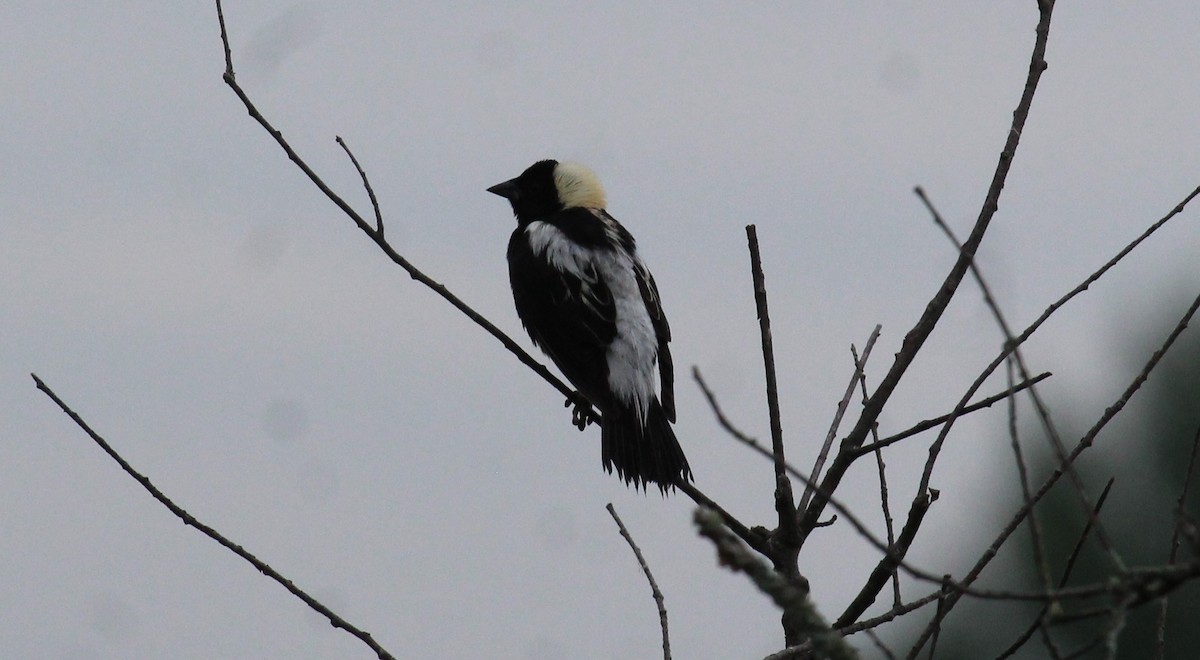 Bobolink - Bradley White