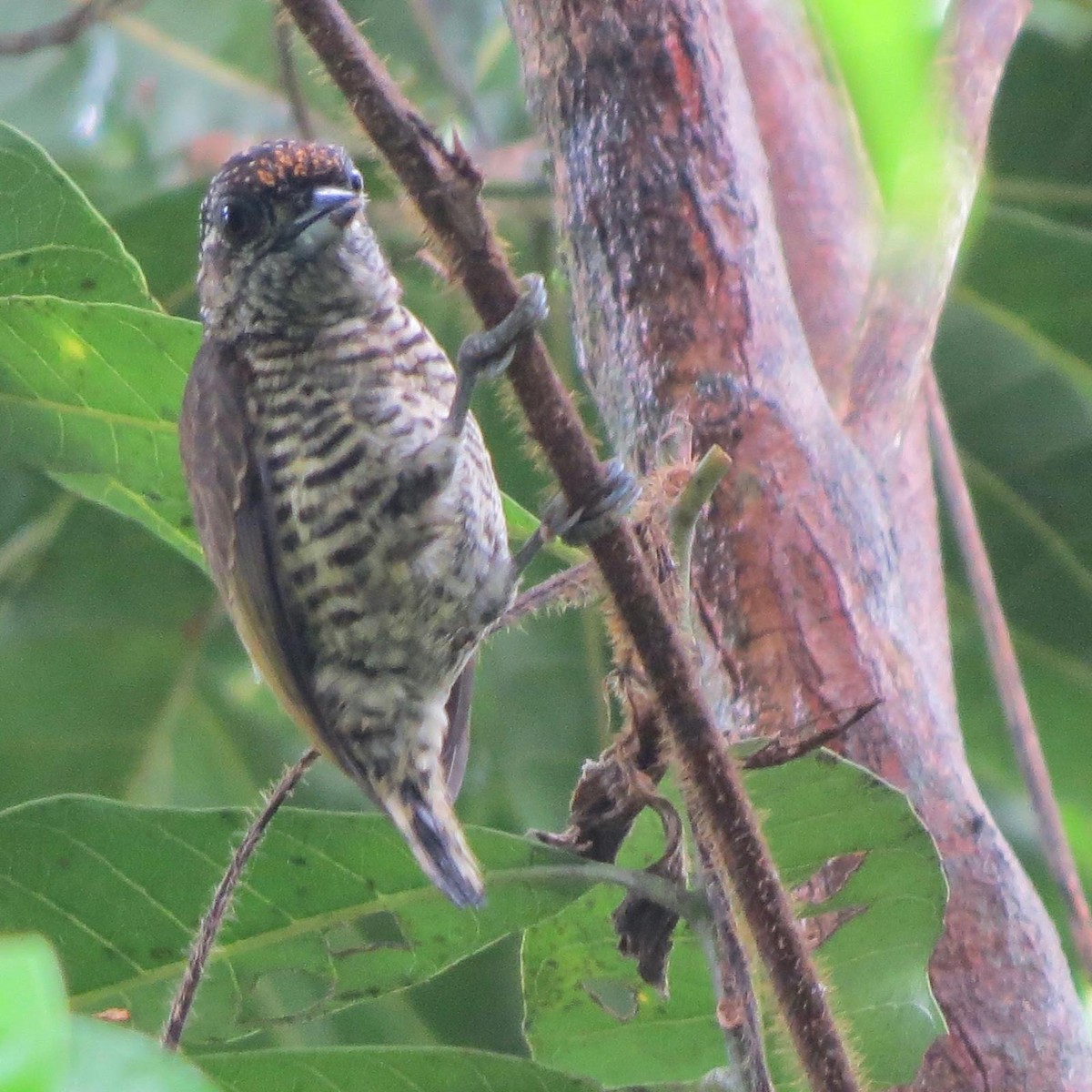 Lafresnaye's Piculet - ML620787790