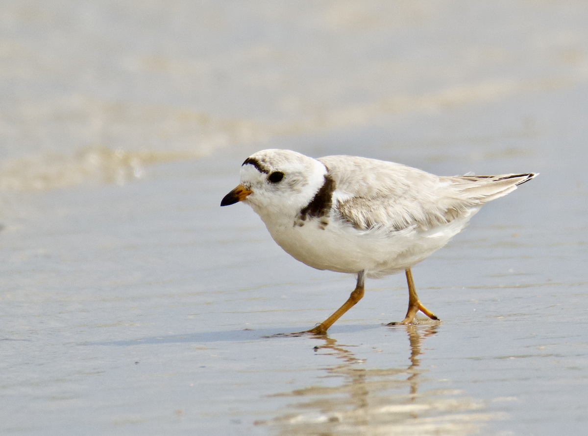 Piping Plover - ML620787791