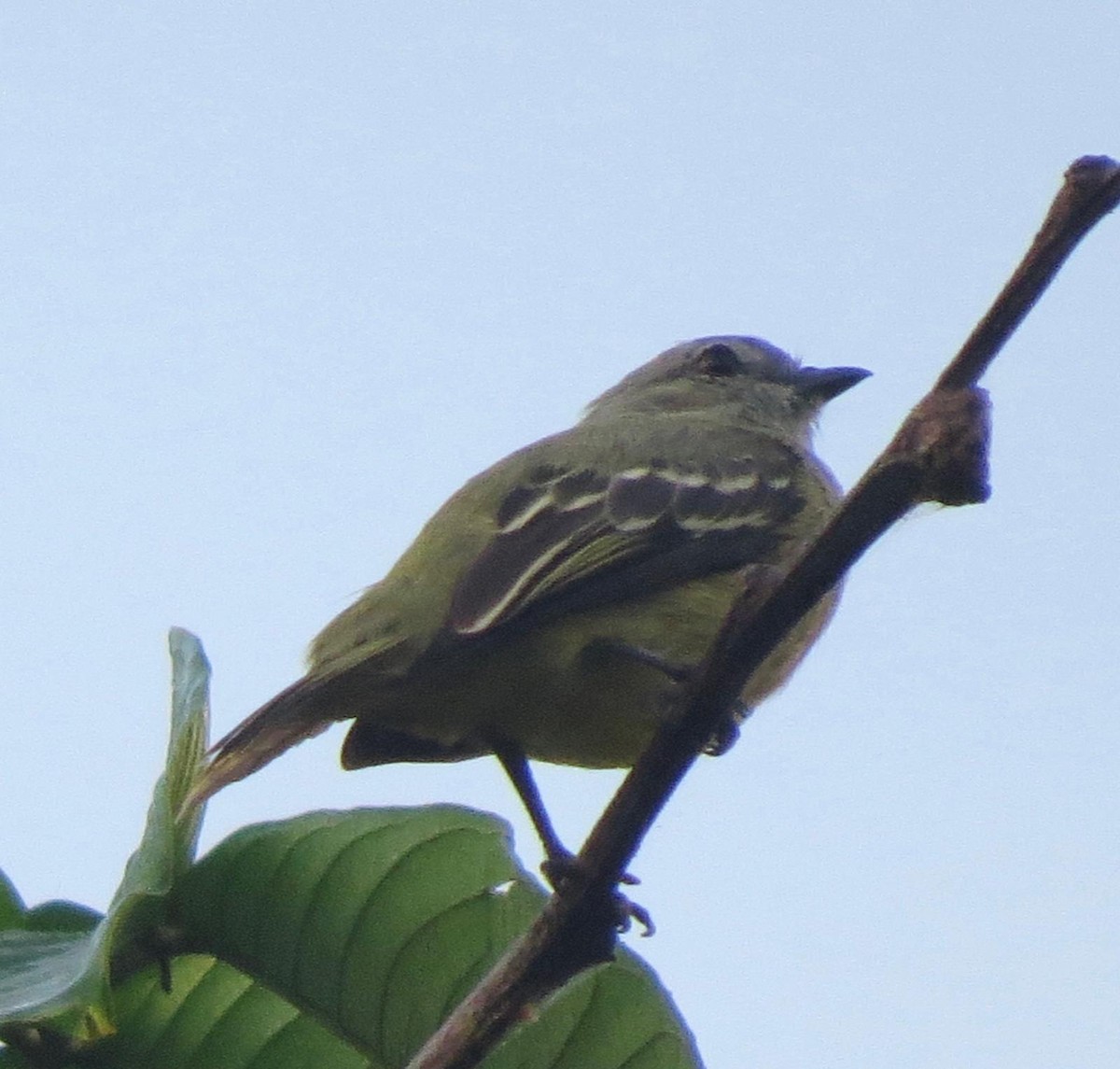 Yellow-crowned Tyrannulet - Franco Diego Tarazona Ochoa