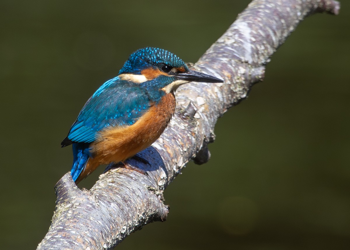 Common Kingfisher - ML620787808