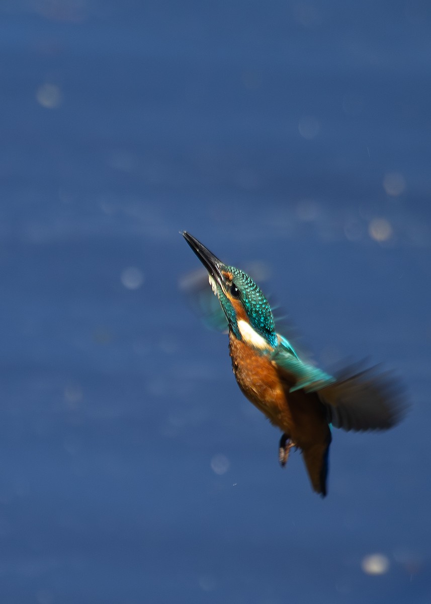 Common Kingfisher - ML620787809