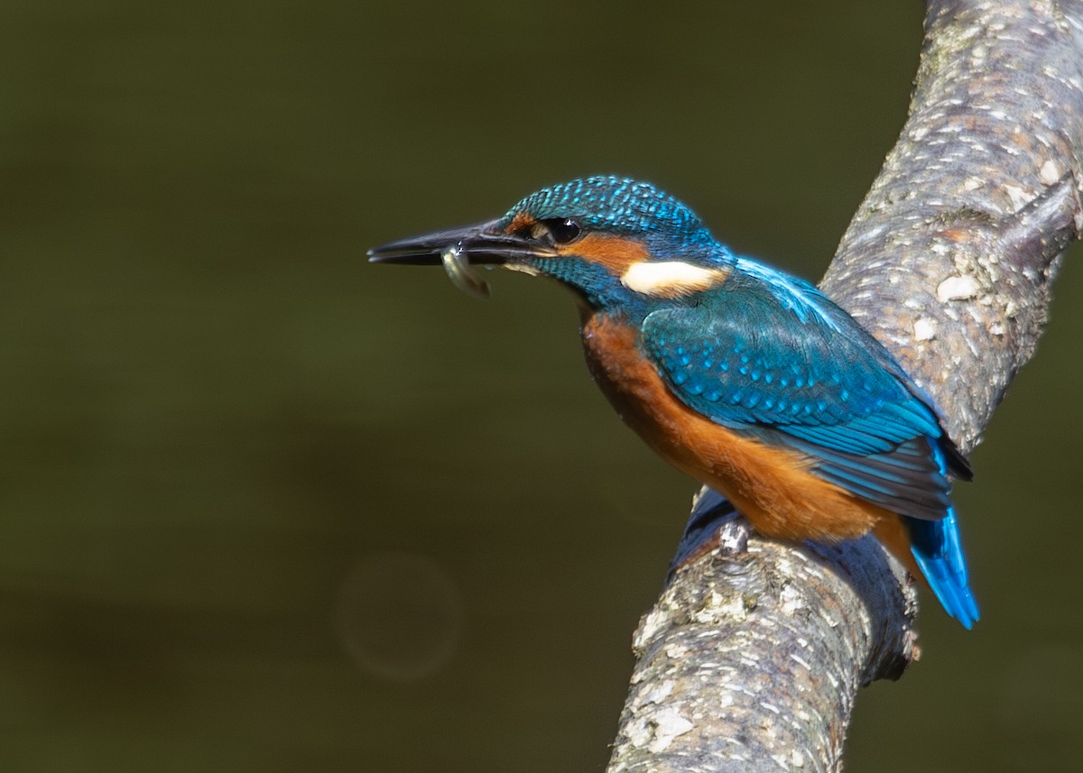 Common Kingfisher - ML620787811