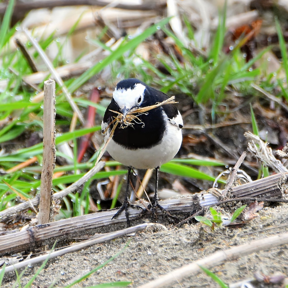 White Wagtail - ML620787815