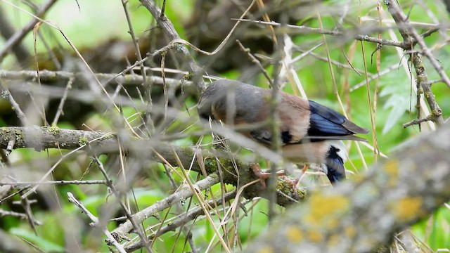 Gray-headed Bullfinch - ML620787818