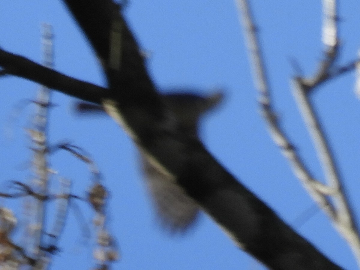 Sharp-shinned Hawk - ML620787821