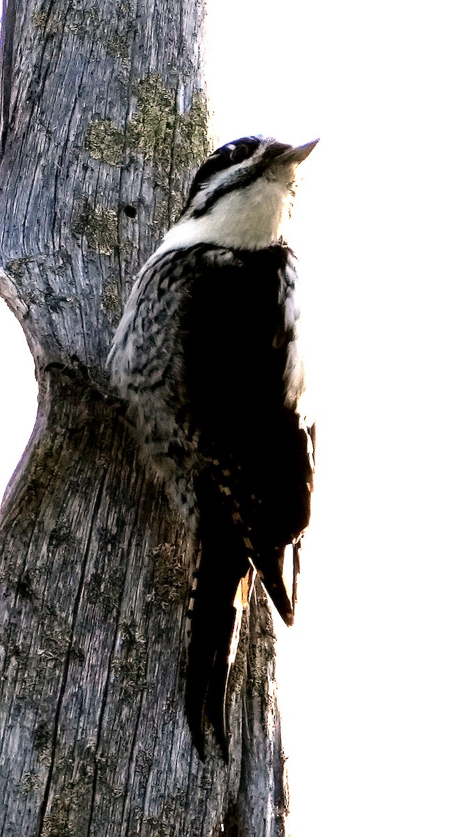 Eurasian Three-toed Woodpecker (Eurasian) - ML620787843