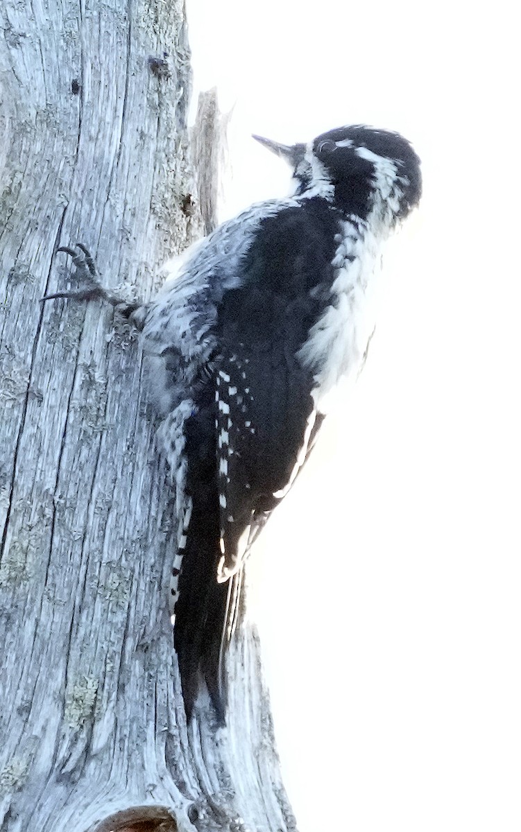 Eurasian Three-toed Woodpecker (Eurasian) - ML620787844