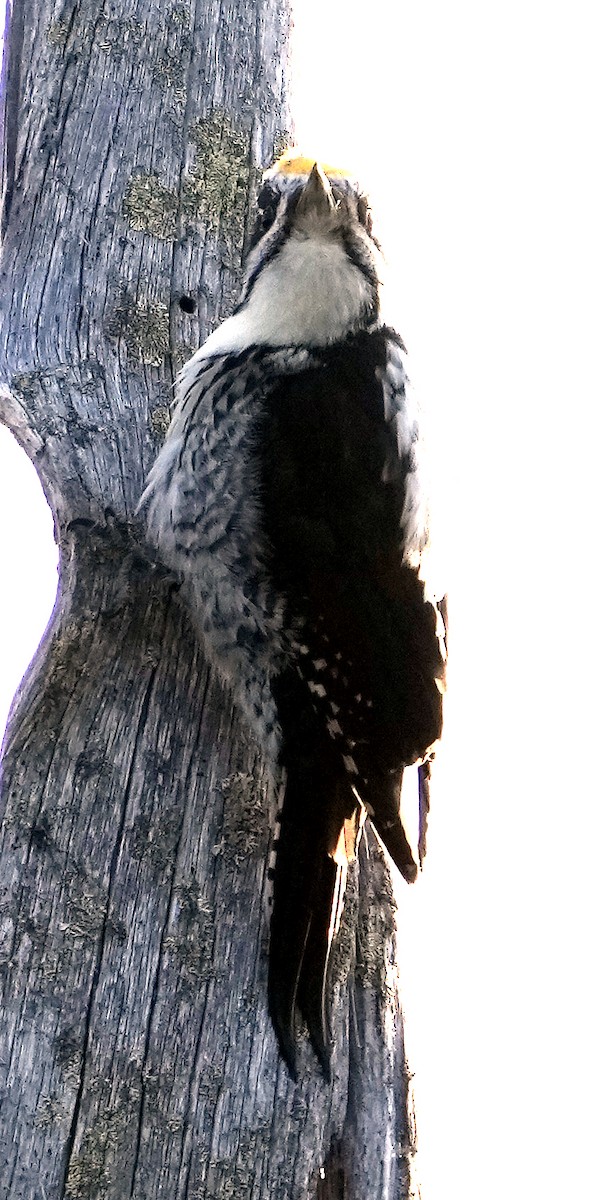 Eurasian Three-toed Woodpecker (Eurasian) - ML620787845