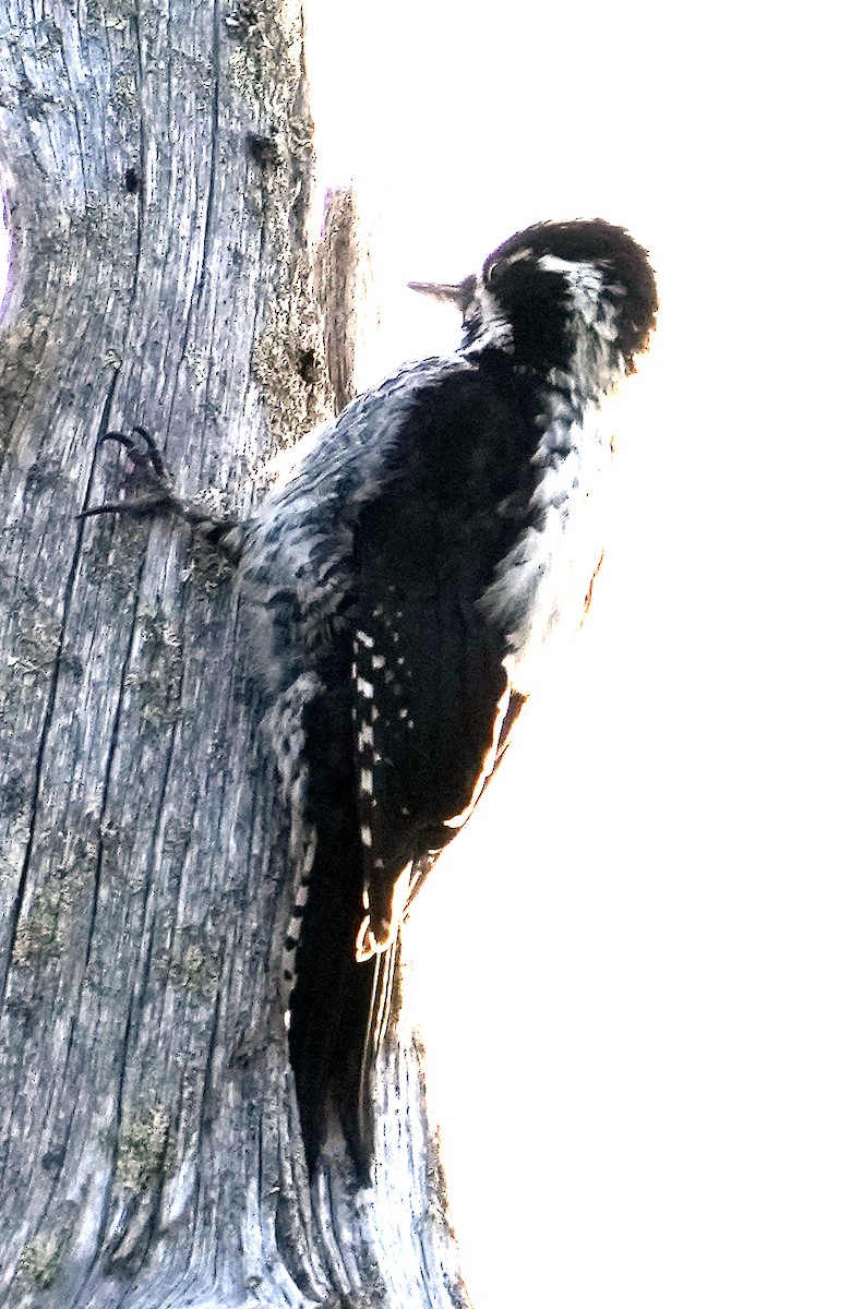Eurasian Three-toed Woodpecker (Eurasian) - ML620787846