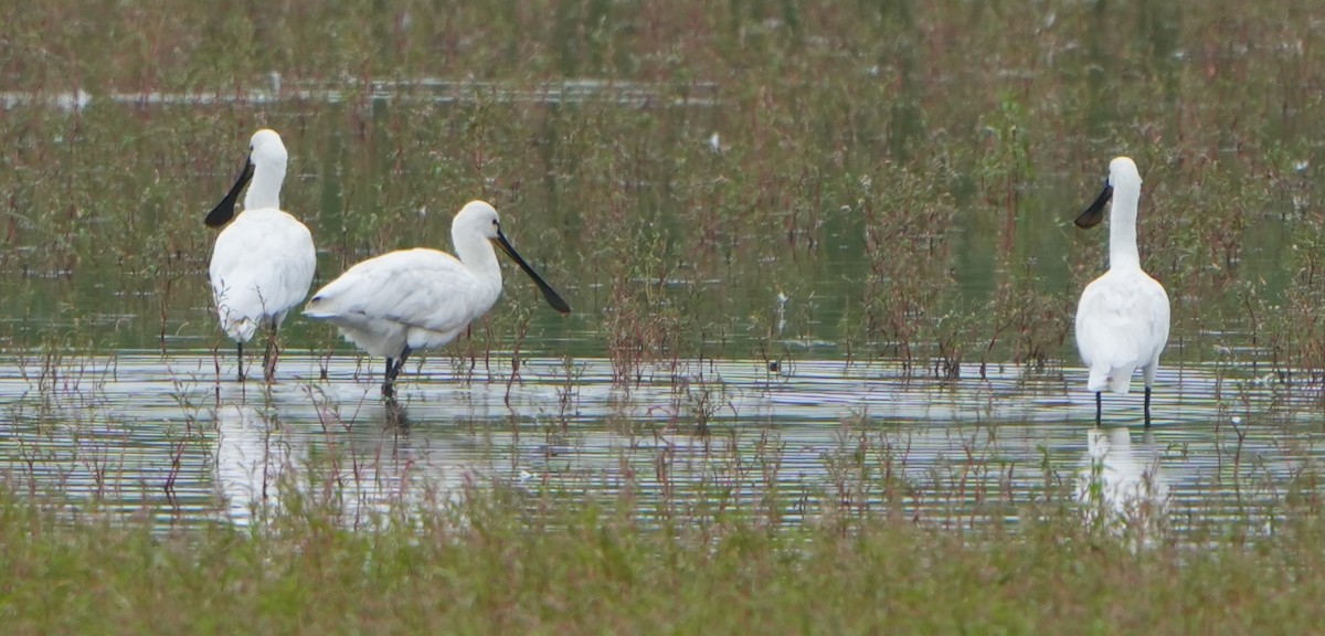 Eurasian Spoonbill - ML620787851