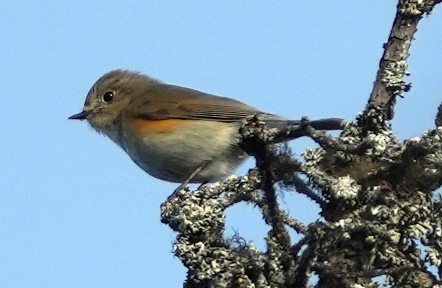 Red-flanked Bluetail - ML620787866