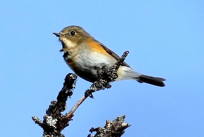 Red-flanked Bluetail - ML620787867