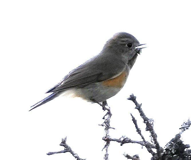 Red-flanked Bluetail - ML620787868
