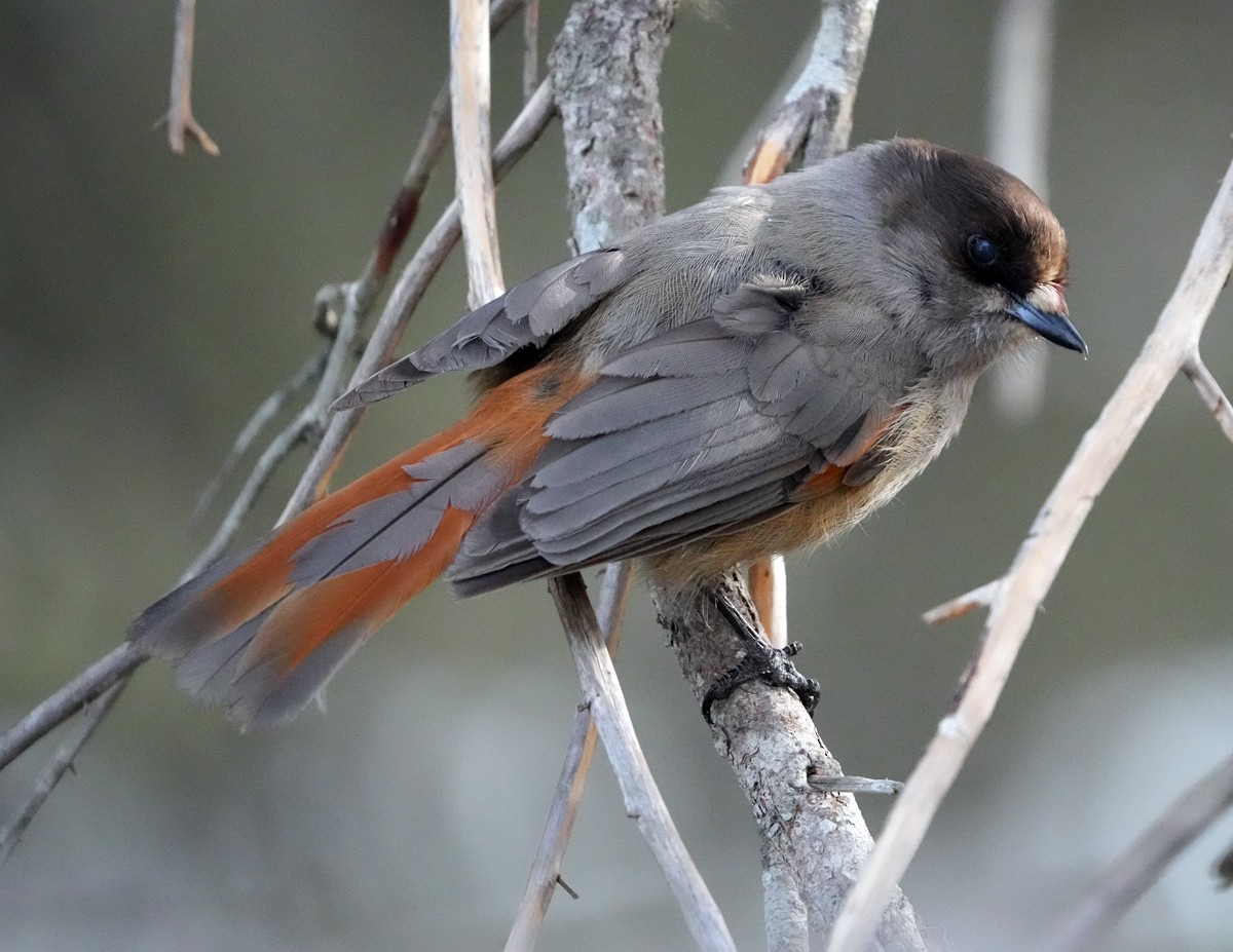 Arrendajo Siberiano - ML620787875